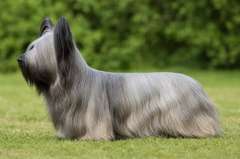 Skye Terrier — side