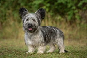 Skye Terrier — puppy (~4 mo)
