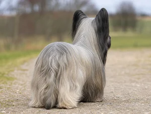 Skye Terrier — rear