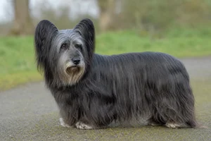 Skye Terrier — senior