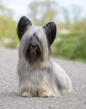 Skye Terrier — sitting