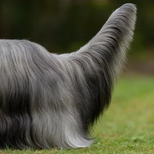 Skye Terrier — tail