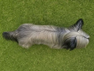 Skye Terrier — top