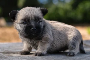 Skye Terrier — young puppy (~1 mo)