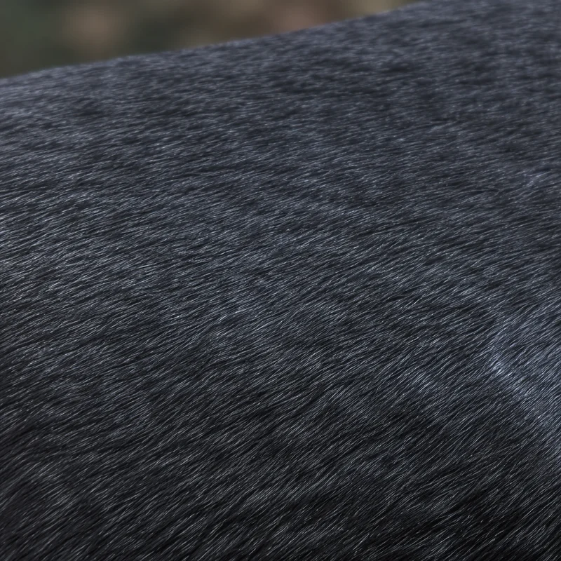 Sloughi — coat texture