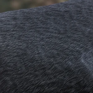 Sloughi — coat texture