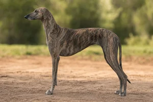 Sloughi — Brindle coat