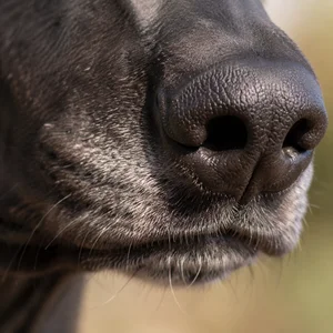 Sloughi — nose