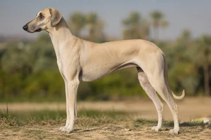 Sloughi dog
