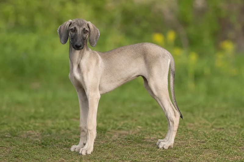 Sloughi — puppy (~4 mo)