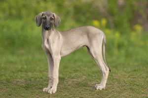Sloughi — puppy (~4 mo)