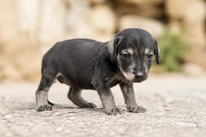 Sloughi — young puppy (~1 mo)