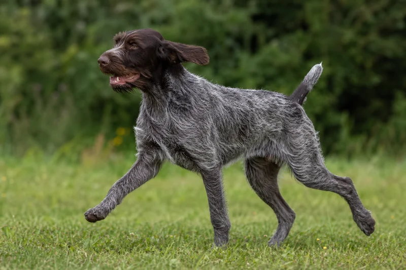 Slovakian Rough-haired Pointer — running