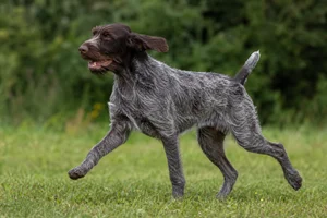 Slovakian Rough-haired Pointer — running