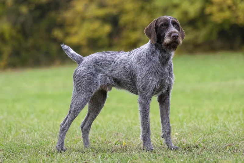 Slovakian Rough-haired Pointer — adult
