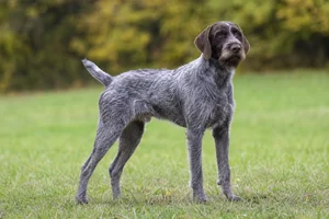 Slovakian Rough-haired Pointer — adult