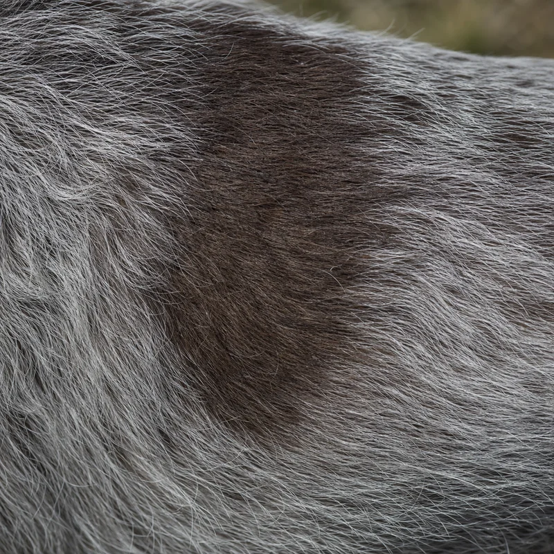 Slovakian Rough-haired Pointer — coat texture