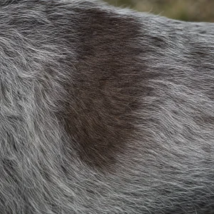 Slovakian Rough-haired Pointer — coat texture