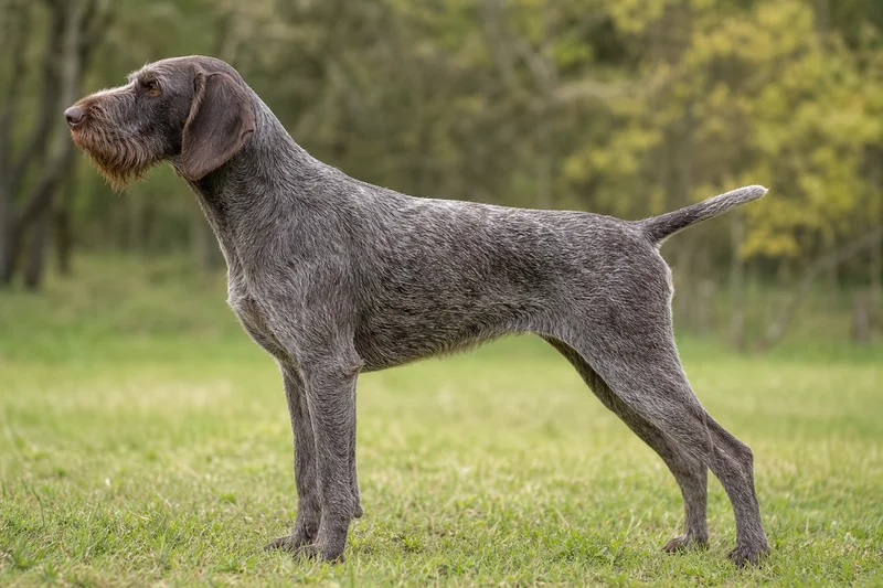 Slovakian Rough-haired Pointer — Gray with brown markings coat