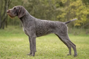 Slovakian Rough-haired Pointer — Gray with brown markings coat