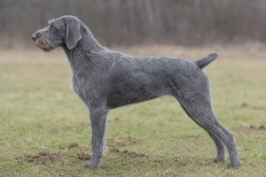Slovakian Rough-haired Pointer — Gray coat
