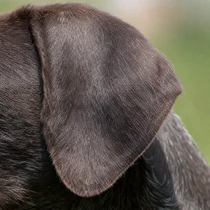 Slovakian Rough-haired Pointer — ears