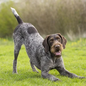 Slovakian Rough-haired Pointer — playful