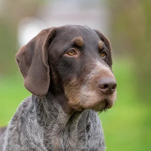 Slovakian Rough-haired Pointer — relaxed