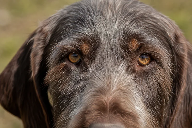 Slovakian Rough-haired Pointer — eyes