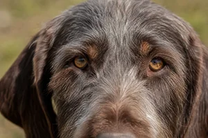 Slovakian Rough-haired Pointer — eyes