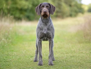 Slovakian Rough-haired Pointer — front