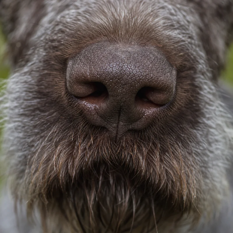 Slovakian Rough-haired Pointer — nose