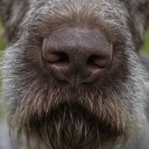 Slovakian Rough-haired Pointer — nose