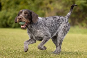Slovakian Rough-haired Pointer — playing