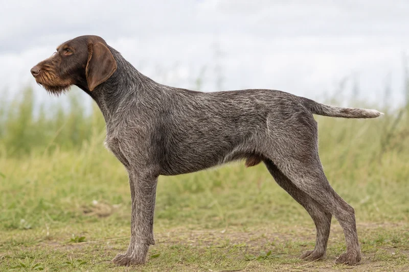 Slovakian Rough-haired Pointer — side