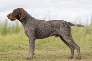 Slovakian Rough-haired Pointer dog