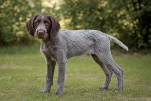 Slovakian Rough-haired Pointer — puppy (~4 mo)