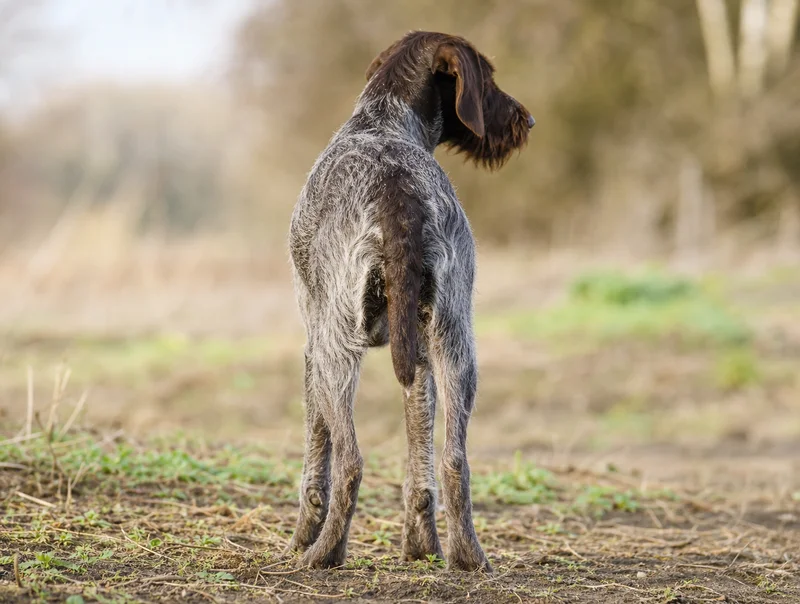 Slovakian Rough-haired Pointer — rear