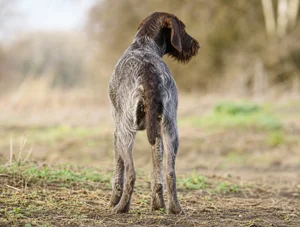 Slovakian Rough-haired Pointer — rear
