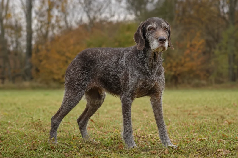 Slovakian Rough-haired Pointer — senior