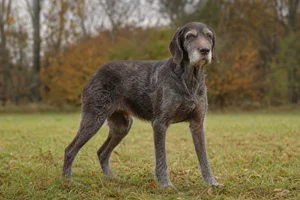 Slovakian Rough-haired Pointer — senior