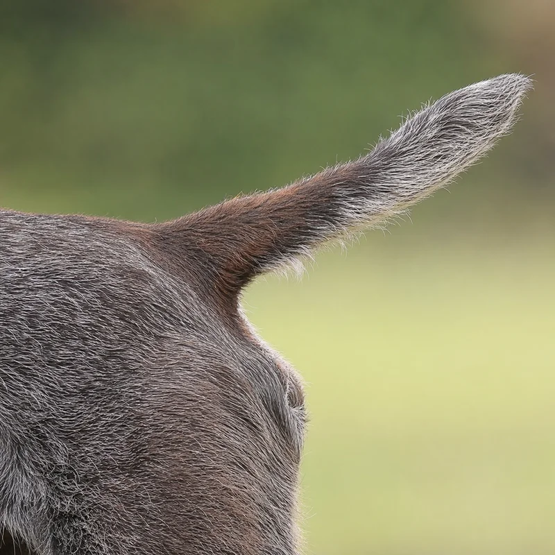 Slovakian Rough-haired Pointer — tail