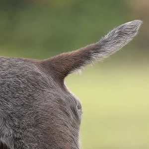 Slovakian Rough-haired Pointer — tail