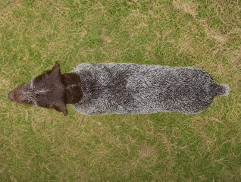 Slovakian Rough-haired Pointer — top