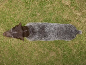 Slovakian Rough-haired Pointer — top