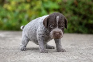 Slovakian Rough-haired Pointer — young puppy (~1 mo)