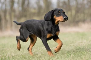 Slovensky Kopov — running
