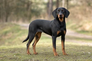 Slovensky Kopov — adult