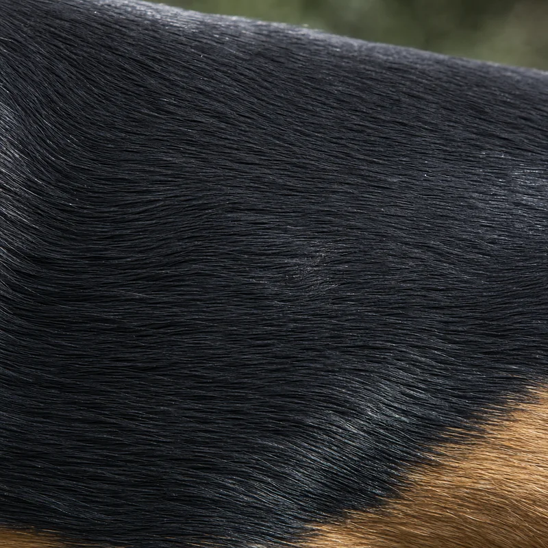 Slovensky Kopov — coat texture