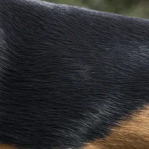 Slovensky Kopov — coat texture